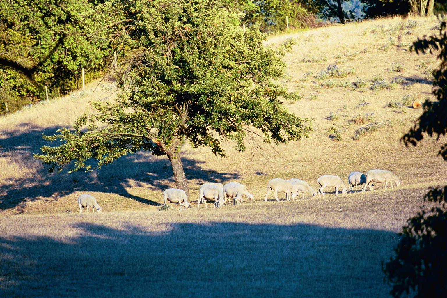 Troupeau de moutons